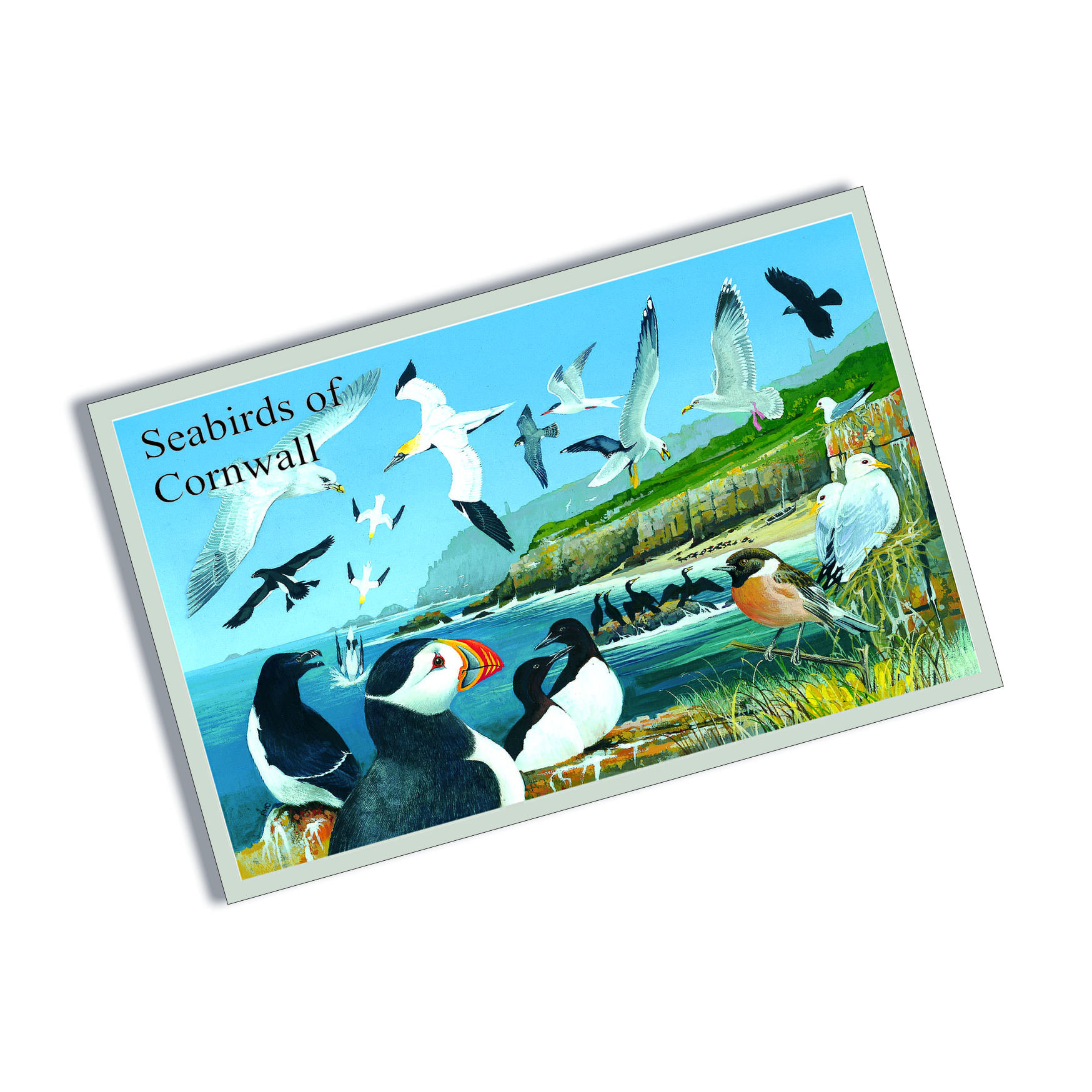 Tin Plate Magnet Seabirds of Cornwall